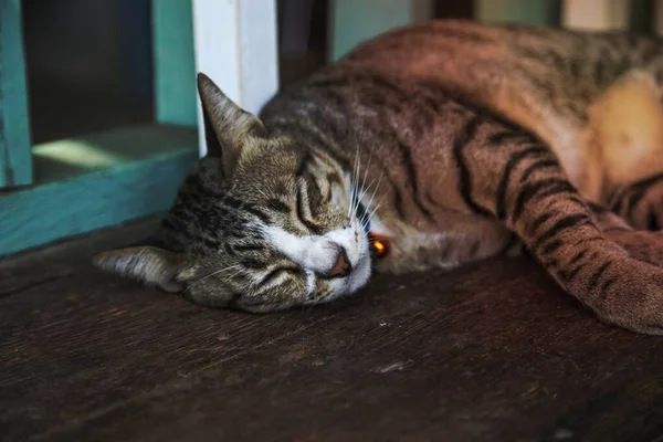 Kočka Spí Lavičce — Stock fotografie