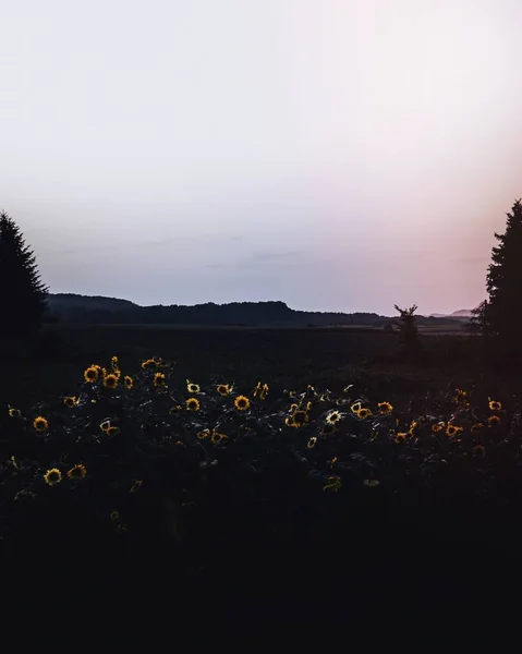 Соняшники Сутінках Іллінойсі Баден Вюртемберг Німеччина — стокове фото