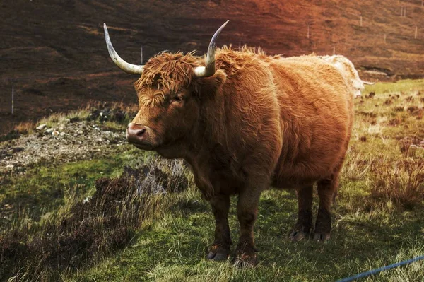 Brown Highland Rambut Ternak — Stok Foto