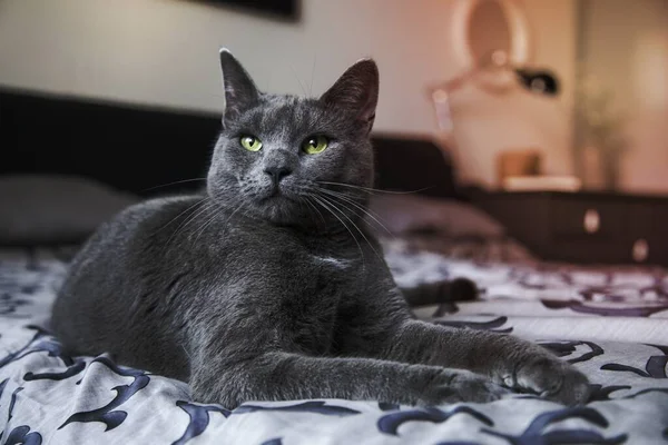 灰家猫在床上 — 图库照片