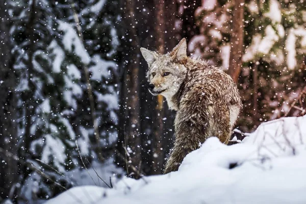 北美黄石公园雪地里的土狼 — 图库照片