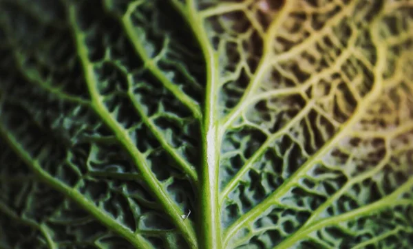 Зеленый Лист Капусты — стоковое фото