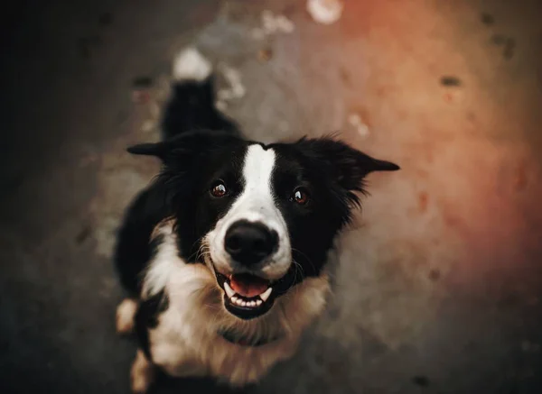 Bir Şirin Sınır Köpeği — Stok fotoğraf