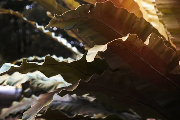 바나나 잎사귀가말라 버리다 — 스톡 사진