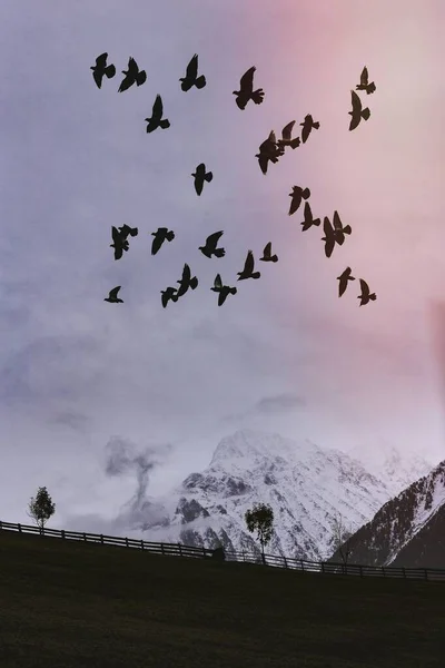 Vogelschwärme Fliegen Über Die Nebligen Berge — Stockfoto