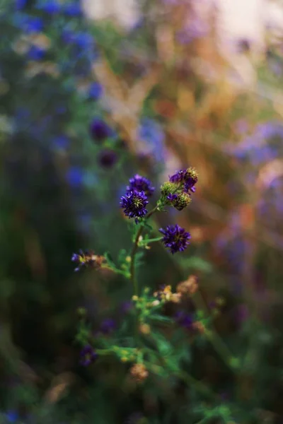 Krásná Divoká Květina Ráno — Stock fotografie