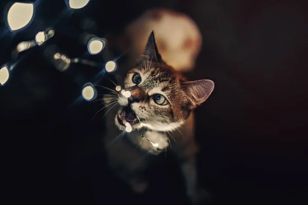 Γάτα Παίζει Φώτα — Φωτογραφία Αρχείου