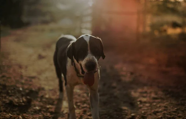 Собака Белу Оризонти — стоковое фото