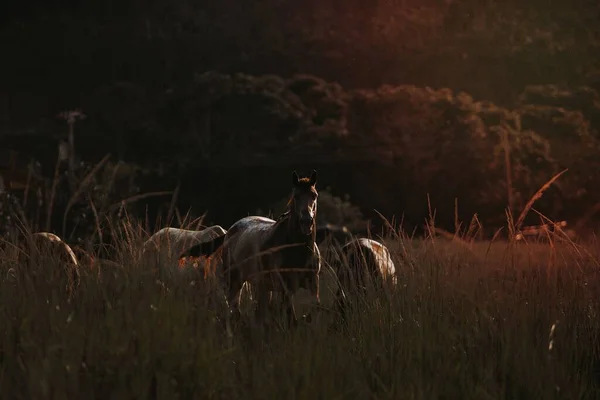 巴西贝洛奥里藏特一个田野里的马 — 图库照片