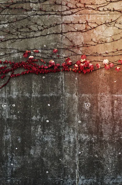 Folhas Vermelhas Uma Parede Concreto — Fotografia de Stock