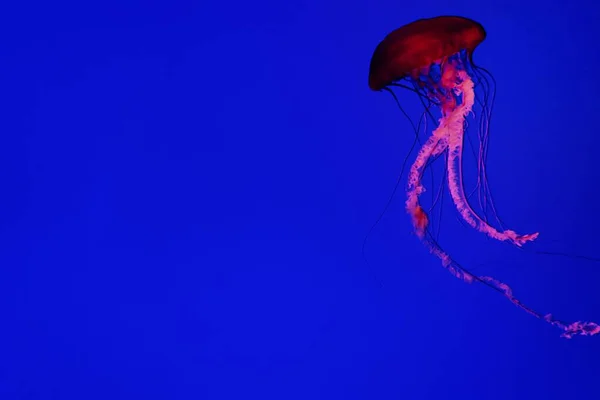 Medúza Mélykék Tengerben — Stock Fotó