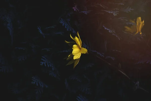 Ormanda Sarı Çiçekler — Stok fotoğraf