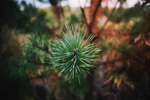 松の葉のイメージ — ストック写真