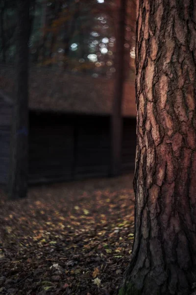 Alman Ormanının Bir Görüntüsü — Stok fotoğraf