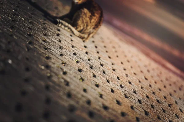Bir Tekir Kedi Yakın Çekim — Stok fotoğraf