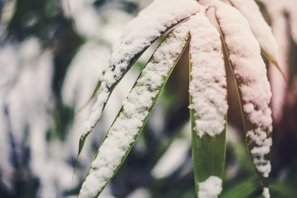 Φύλλα Καλυμμένο Χιόνι — Φωτογραφία Αρχείου