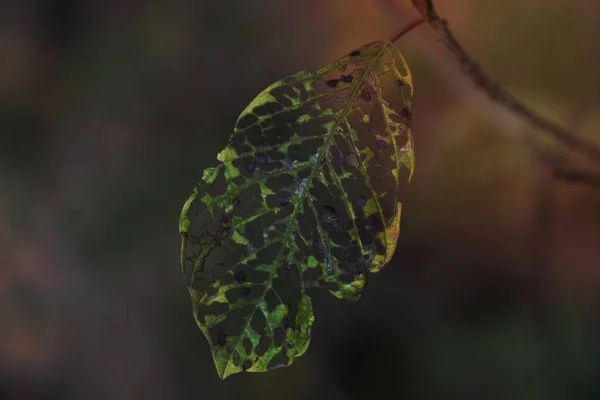 Image Eaten Leaf — Stock Photo, Image
