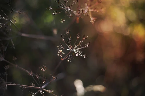 Сухі Квіти Взимку — стокове фото