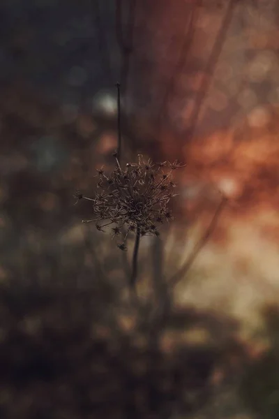 乾燥したタンポポの花の閉鎖 — ストック写真