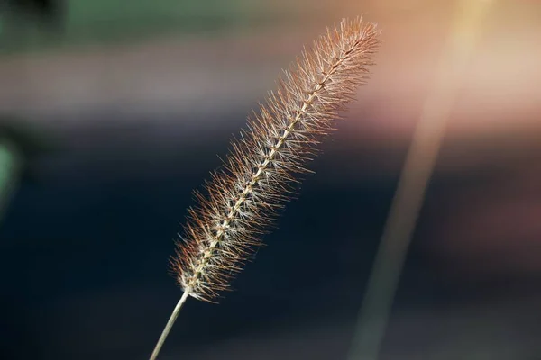 野原の一本草藁 — ストック写真