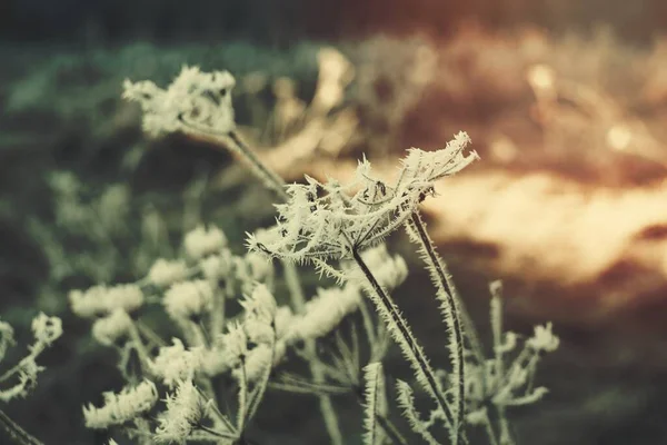 霜に覆われた花 — ストック写真