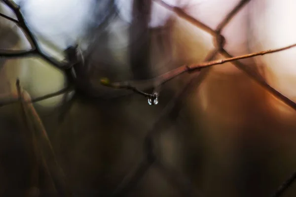 枝から吊るされた雨滴 — ストック写真
