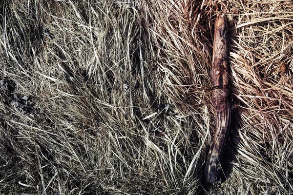 Суха Гілка Траві — стокове фото