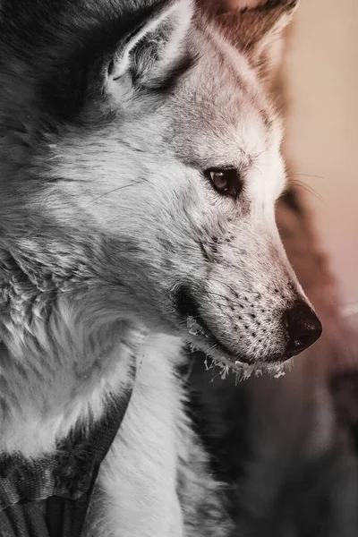 Närbild Söt Grönländsk Släde Hund — Stockfoto