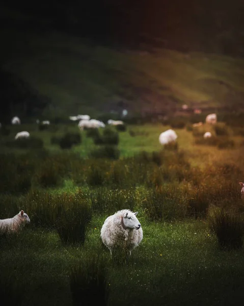 Herde Schottischer Schafe Auf Einem Feld — Stockfoto