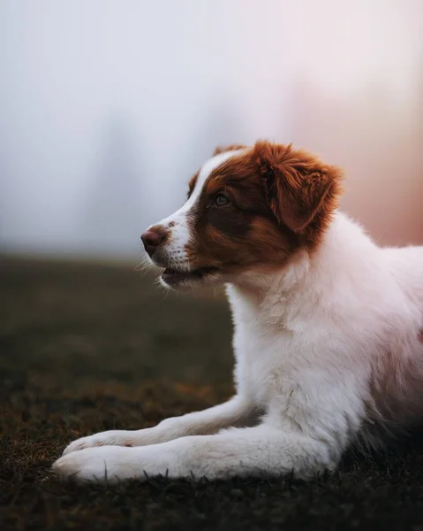 Hund Auf Einem Nebligen Feld — Stockfoto