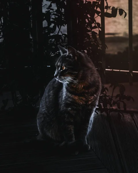Casa Gato Oscuridad Noche — Foto de Stock