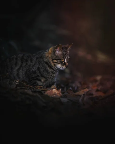 Close Gato Selvagem Raro Zhangjiajie China — Fotografia de Stock