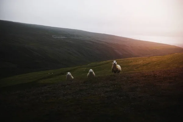 Tepedeki Skoç Koyun Sürüsü — Stok fotoğraf