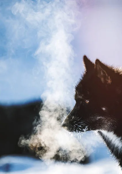 Grenlandzki Pies Sanie Zimnym Oddechem — Zdjęcie stockowe