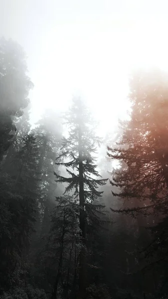 Redwood National Park Mist California Usa Mobile Phone Wallpaper — Stock Photo, Image