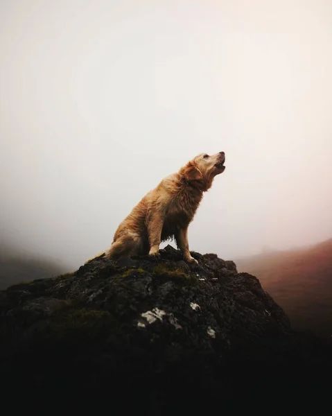Skoçya Nın Sisli Skoçya Sının Ortasındaki Bir Kayaya Havlayan Köpek — Stok fotoğraf