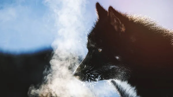 Gronelândia Trenó Cão Com Respiração Fria — Fotografia de Stock