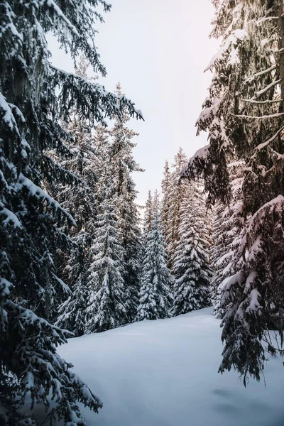 Άποψη Χιονισμένου Δάσους — Φωτογραφία Αρχείου