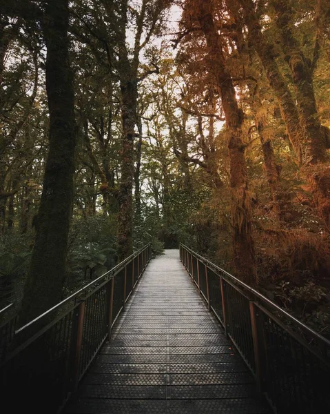 Caminhada Uma Selva Tropical — Fotografia de Stock