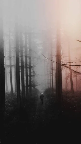 Black White Mobile Wallpaper Forest Phone Background Lonely Mystery Mood — Stock Photo, Image
