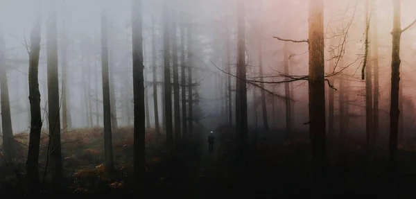 Man Walking Misty Woods — Stock Photo, Image