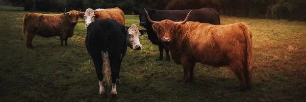 Αγέλη Αγελάδων Στην Ουαλία — Φωτογραφία Αρχείου
