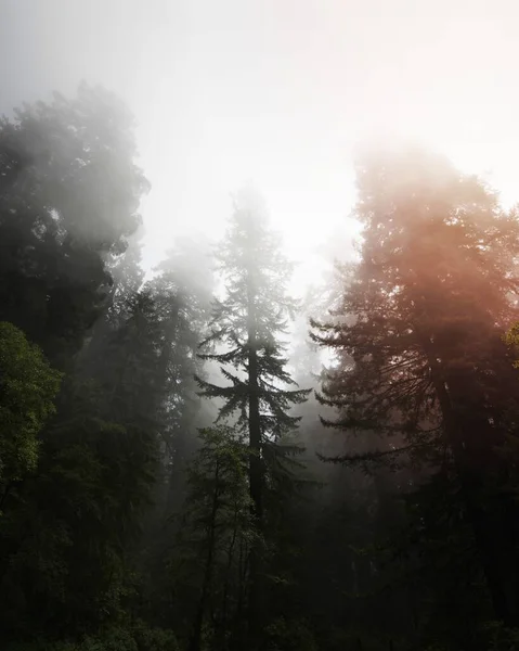 Parcul Național Redwood Ceață California Statele Unite Ale Americii — Fotografie, imagine de stoc