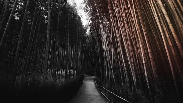 Bambusový Les Arashiyamě Japonsko — Stock fotografie