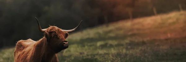 苏格兰高地小牛犊在田里 — 图库照片