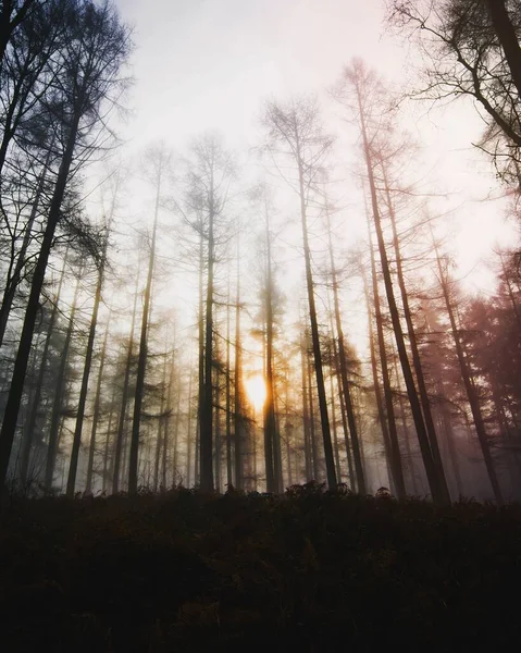 Sunlight Shining Misty Woods — Stock Photo, Image