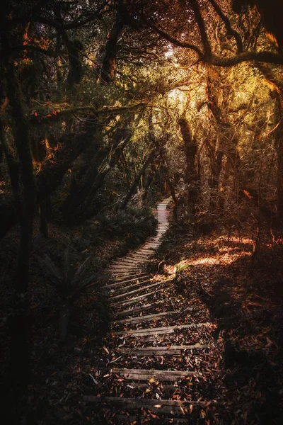 Лестница Горе Таранаки Национальный Парк Эгмонт Новая Зеландия — стоковое фото
