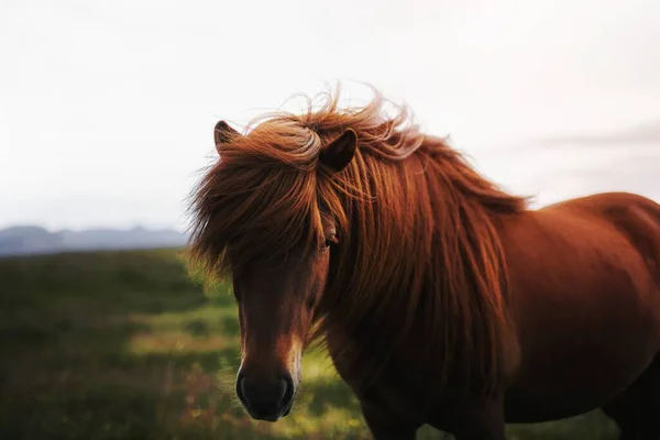 Brun Häst Ett Fält — Stockfoto