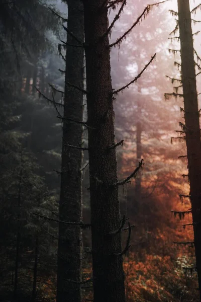 Дерева Туманному Лісі — стокове фото
