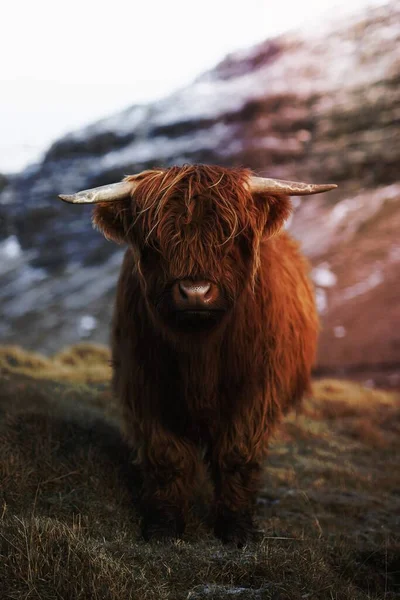 苏格兰高地小牛犊在田里 — 图库照片